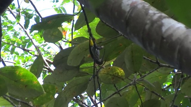 Whitehead's Spiderhunter - ML201890771