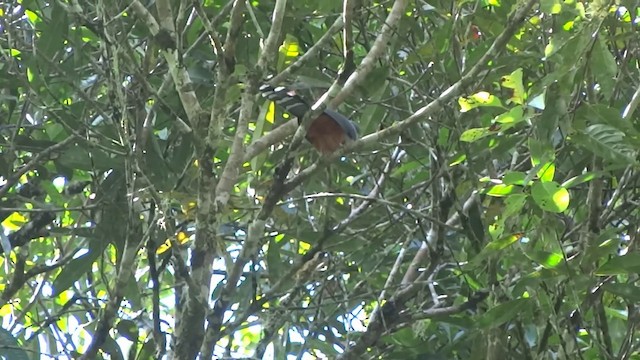 Red-billed Malkoha - ML201890781