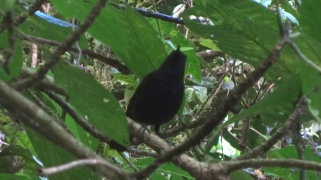 Bornean Whistling-Thrush - ML201890791