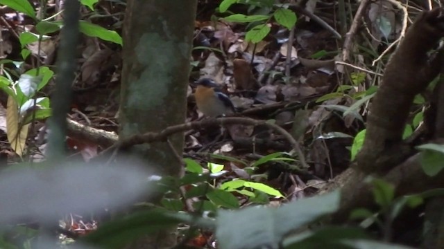 Rufous-chested Flycatcher - ML201890801