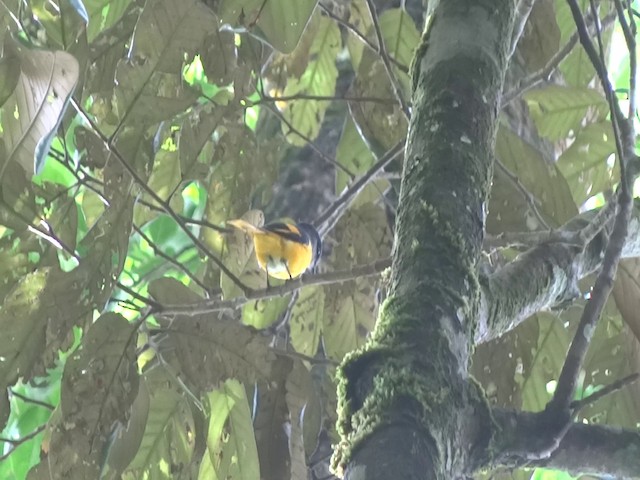 Gray-chinned Minivet (Gray-throated) - ML201890841