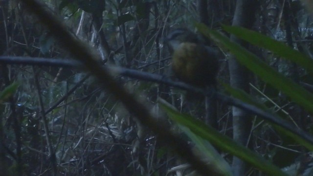 Mountain Wren-Babbler - ML201890851