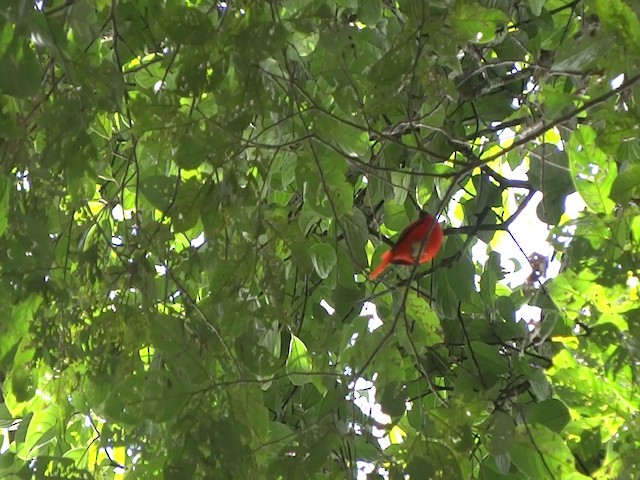 Minivet mandarin (montanus/cinereigula) - ML201890861