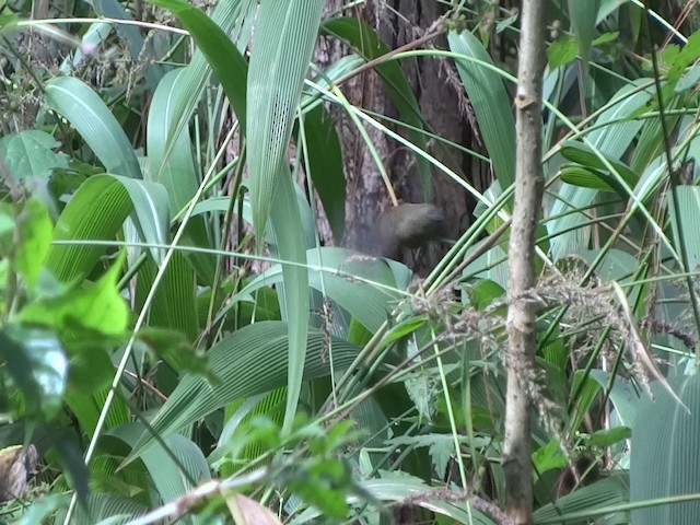 Red-faced Crimsonwing (Eastern) - ML201890871