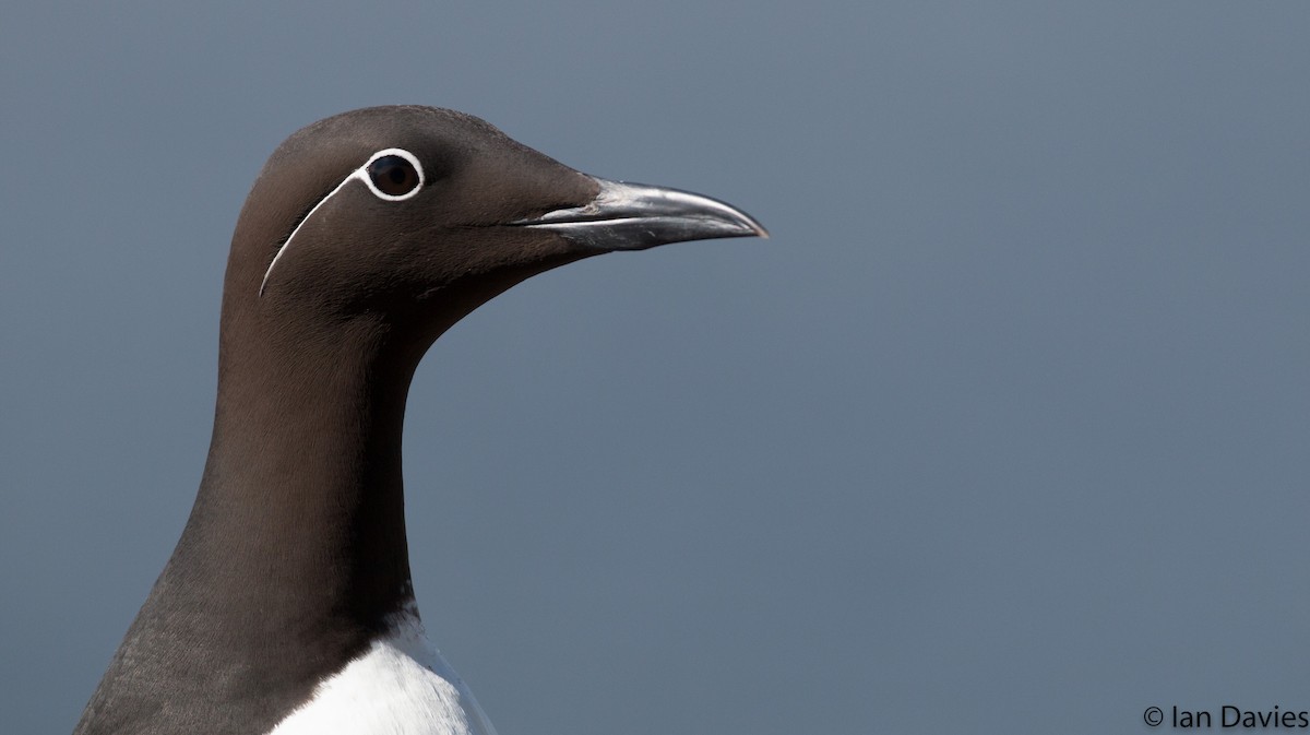 Common Murre - Ian Davies