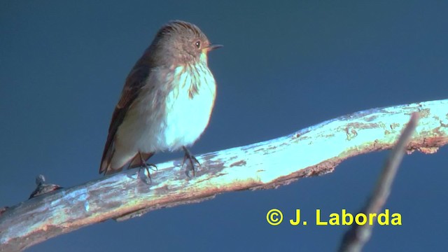 Spotted Flycatcher (Spotted) - ML201891501