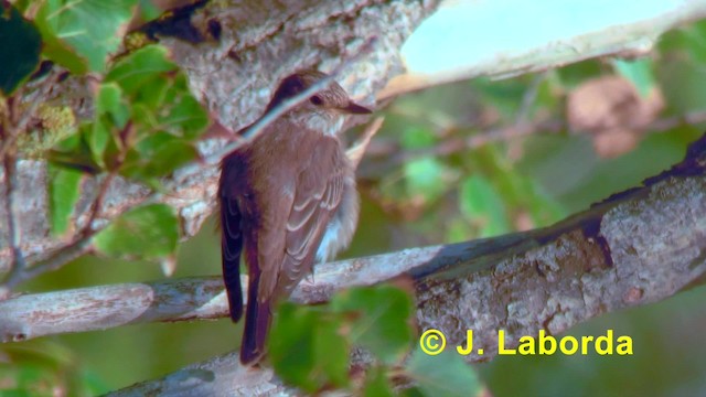 Spotted Flycatcher (Spotted) - ML201891621