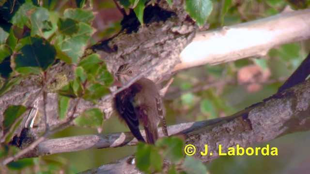 Spotted Flycatcher (Spotted) - ML201891641