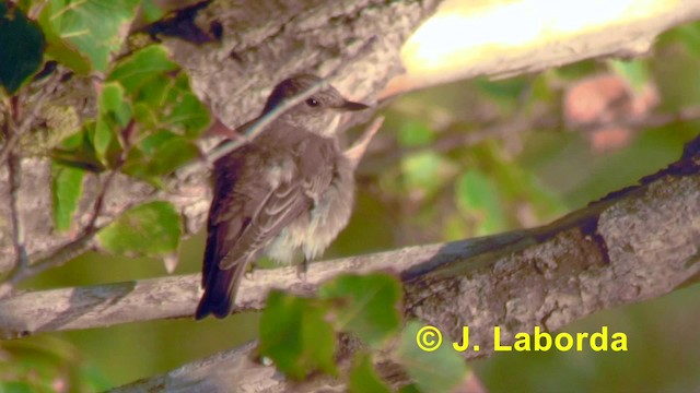 Spotted Flycatcher (Spotted) - ML201891661