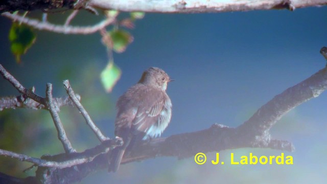 Spotted Flycatcher (Spotted) - ML201891681