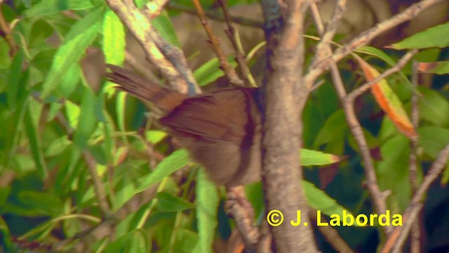 Cetti's Warbler - ML201891731