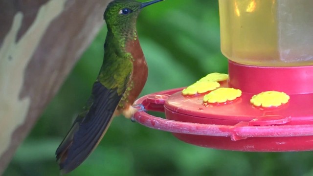 Chestnut-breasted Coronet - ML201891851