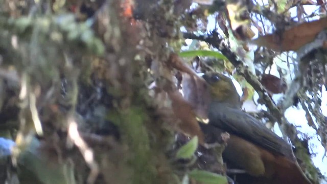 Dusky-green Oropendola - ML201891861