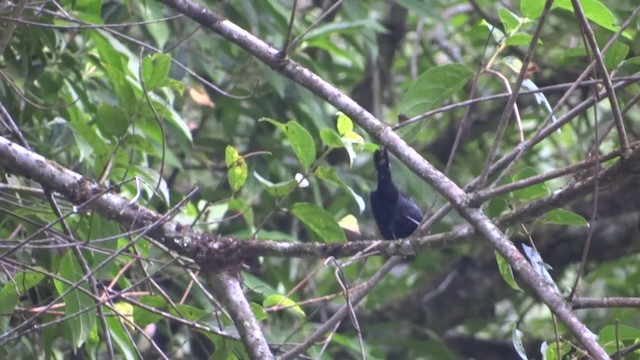 Variable Antshrike - ML201891881