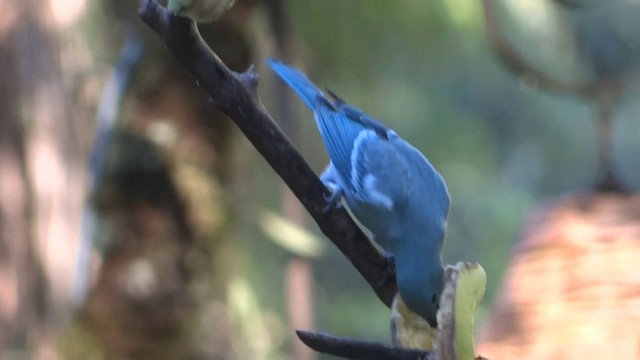 Blue-gray Tanager (White-edged) - ML201891891