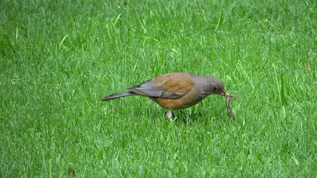 Rufous-backed Robin - ML201891911