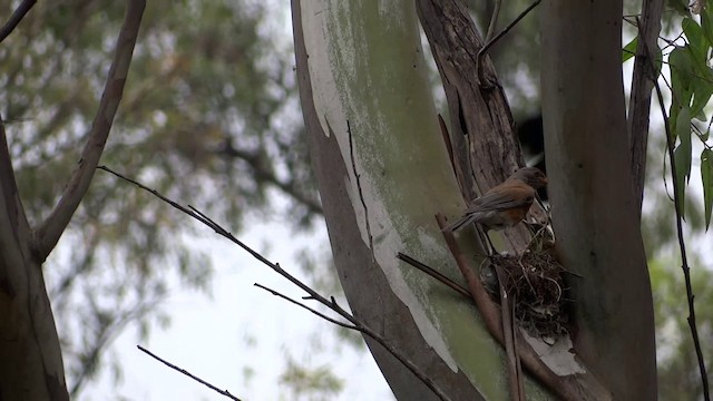 Rufous-backed Robin - ML201891921