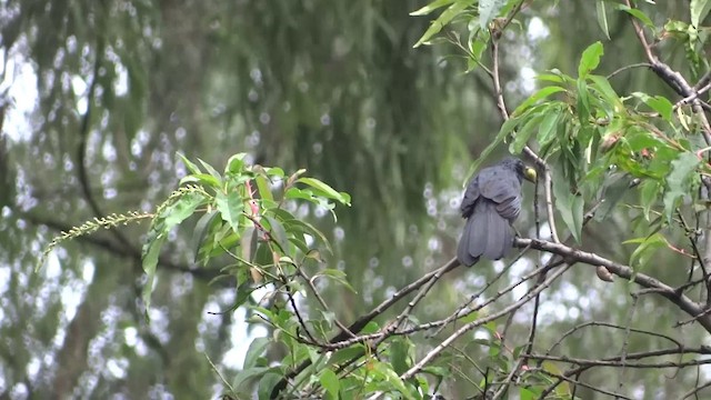 Blue Mockingbird - ML201891931