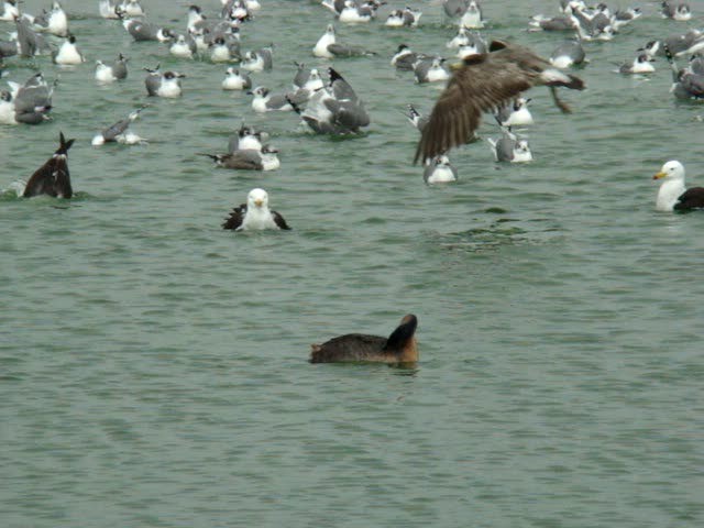 Great Grebe - ML201892061