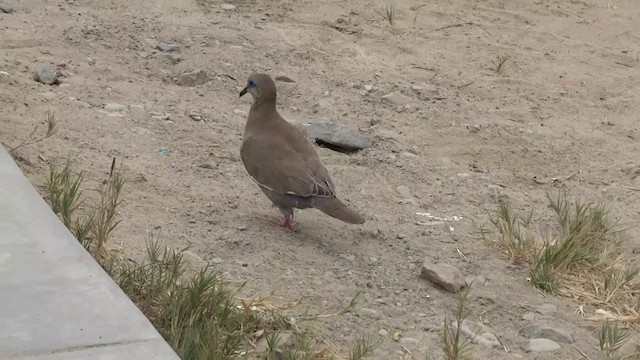 West Peruvian Dove - ML201892071