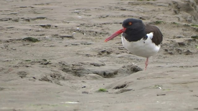 American Oystercatcher - ML201892201