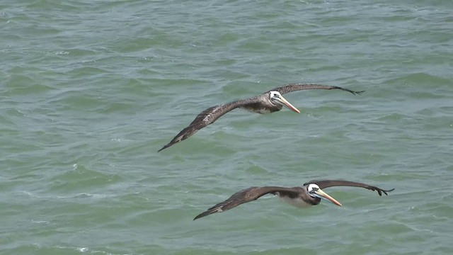 Peruvian Pelican - ML201892221