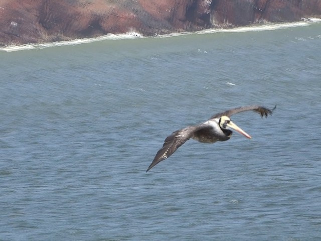 Peruvian Pelican - ML201892231