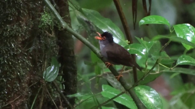 Black-headed Nightingale-Thrush - ML201892281