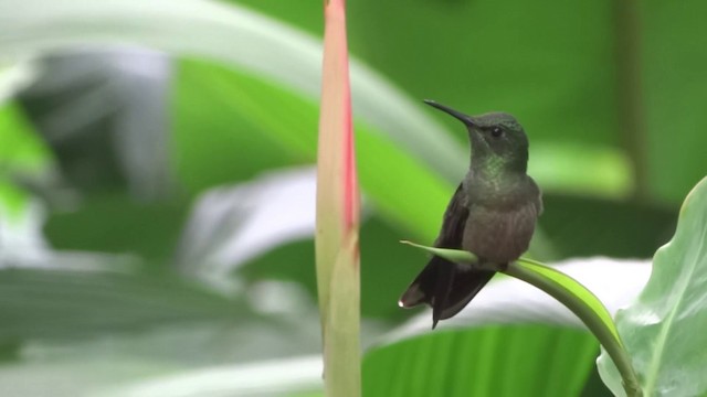 Colibrí de Cuvier - ML201892301