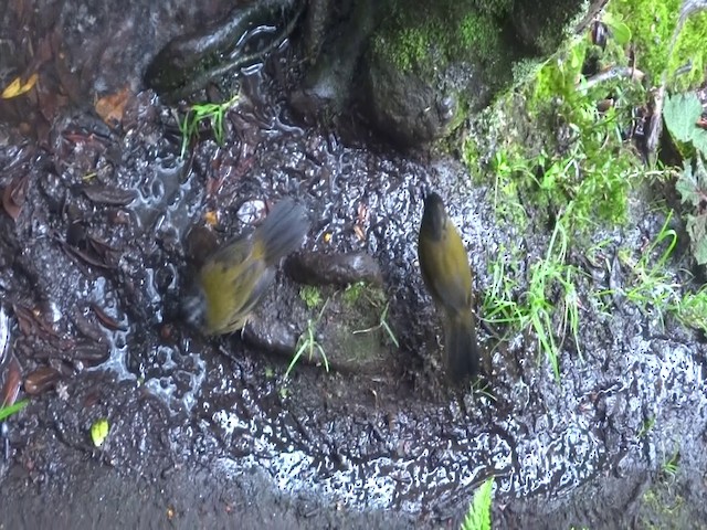 Large-footed Finch - ML201892321