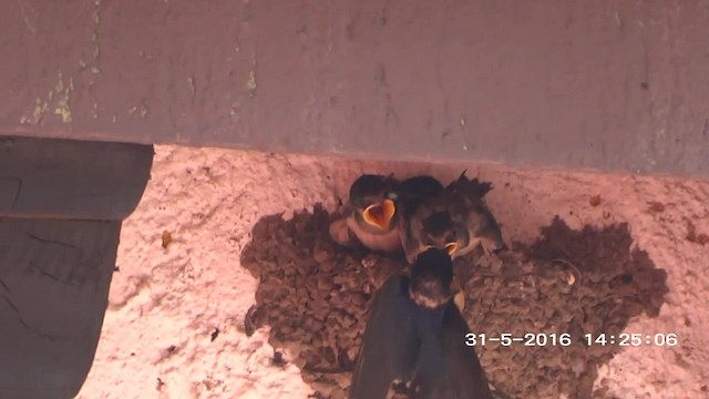 Barn Swallow (American) - ML201892351