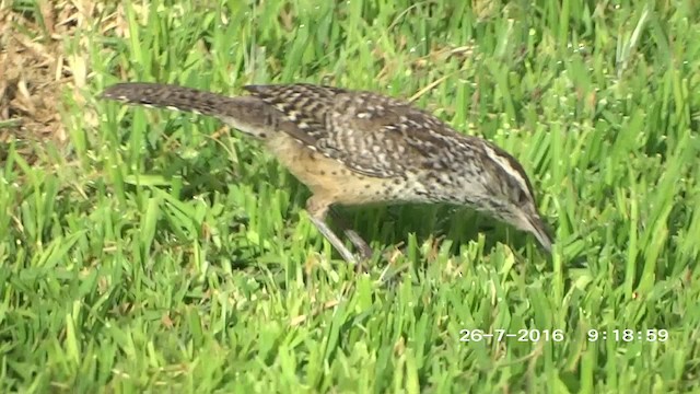 Cactus Wren (brunneicapillus Group) - ML201892411