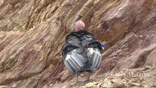 Condor de Californie - ML201892431