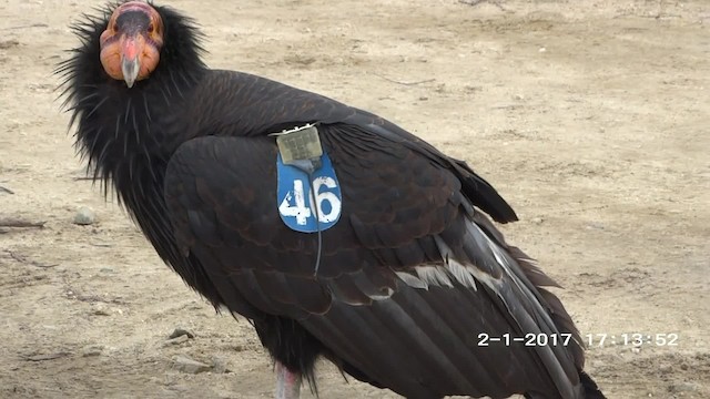 Condor de Californie - ML201892441