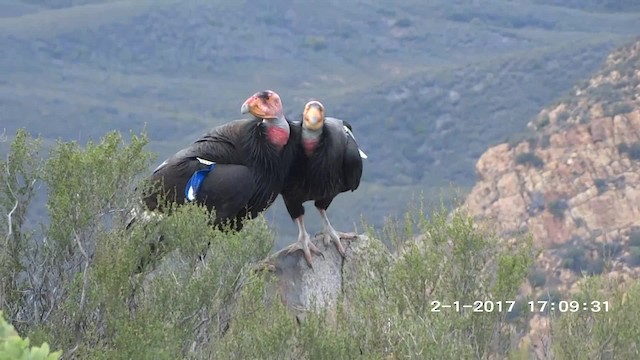 Condor de Californie - ML201892451