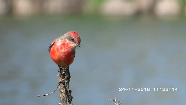 Vermilion Flycatcher (Northern) - ML201892481