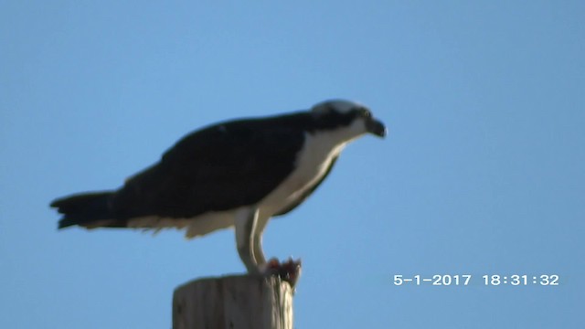 Osprey (carolinensis) - ML201892531