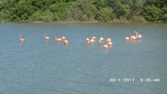 American Flamingo - ML201892541