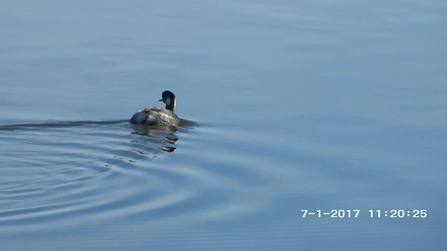 Eared Grebe - ML201892561