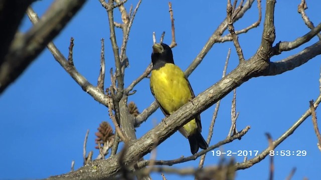 Hooded Grosbeak - ML201892571