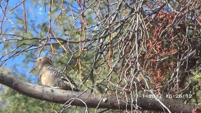 Gila Woodpecker - ML201892611