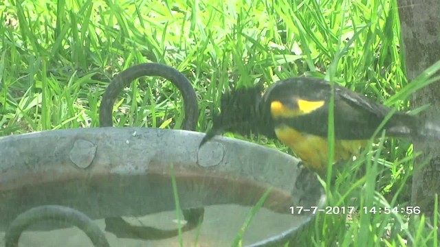 Black-vented Oriole - ML201892631