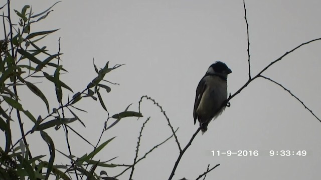 Cinnamon-rumped Seedeater - ML201892671