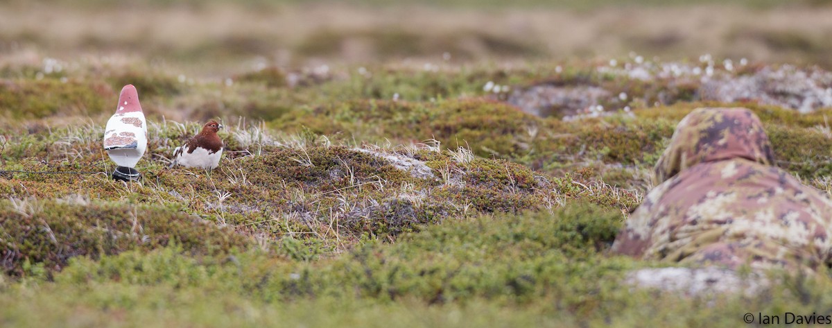 Willow Ptarmigan (Willow) - ML20189281