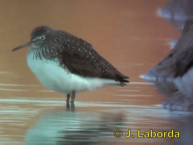 Green Sandpiper - ML201892871