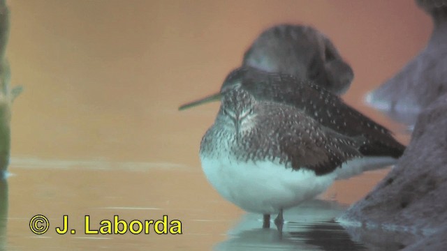 Green Sandpiper - ML201892971