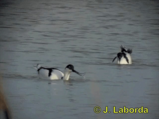 Avoceta Común - ML201893001