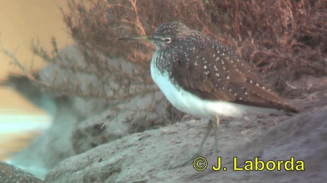 Green Sandpiper - ML201893031