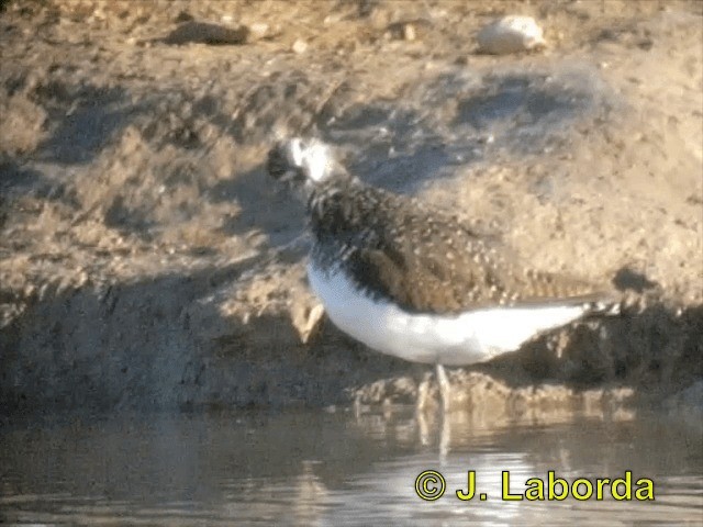 Green Sandpiper - ML201893441