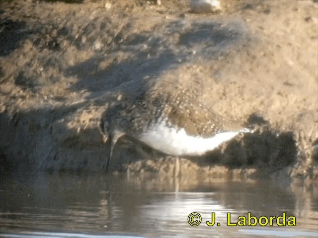 Green Sandpiper - ML201893511